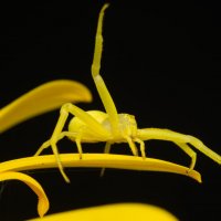 Мизумена косолапая или Цветочный паук (лат Misumena vatia) :: Денис Ветренко