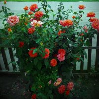 Куст розы... :: Владимир Шошин