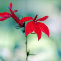 Lobelia × speciosa Starship Бронзоволистная лобелия " Scarlet Bronze Leaf" :: wea *