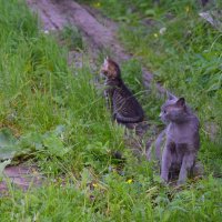 Местная котофауна :: Александр Рыжов