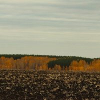 Вспаханное поле :: Любовь Сахарова