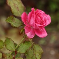 Kак сладко розы отцветают и дарят царственный покой.. :: Юрий. Шмаков