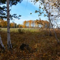 В  осеннем  лесу :: Геннадий Супрун