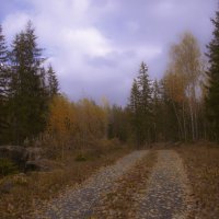 Новый ковер в Уппландском лесу :: liudmila drake
