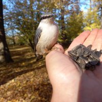 Поползень :: Сапсан 