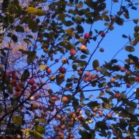 Райские яблоки в лесу. Октябрь :: Gopal Braj