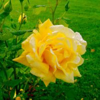 Прекрасная роза в каплях дождя. :: Лия ☼