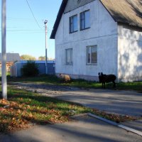 два барана гуляют по деревне... :: Галина Флора
