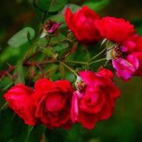 Про розы :: Наталья Лакомова