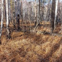 Осенний лес. Ильменский хребет. Перевал Миасс, Машгородок. :: Алексей Трухин