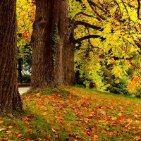 Разноцветная осень :: Юрий. Шмаков