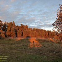 Вечерело,  Ефимов бор :: svk *