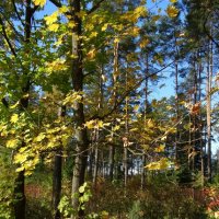 Осенний лес :: PRP 