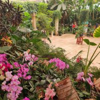 Парк орхидей и ботанический сад “Утопия” в Израиле :: Светлана Хращевская