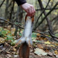 Вис с опорой на хвост. :: Александр Кондаков