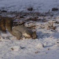 Первый снег :: Игорь Шабалин