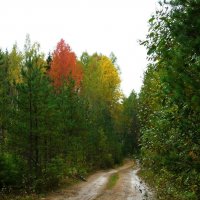 Осень в лесу :: Вера Щукина