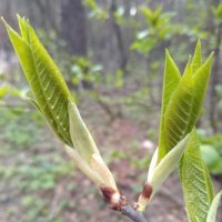 Первые листья ясенелистного клена весной :: Gopal Braj