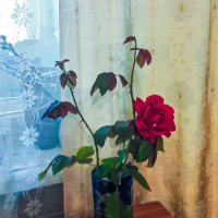 Роза  в октябре из моего палисадника :: Варвара 
