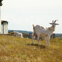 Подружки :: Наталья Покацкая