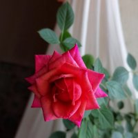 Роза на подоконнике в сентябре :: Милла Корн 