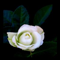 Белая роза в августе :: Евгений 