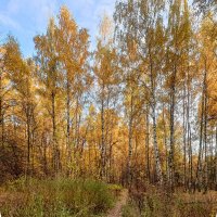 Тропа в осень :: Александр Гурьянов