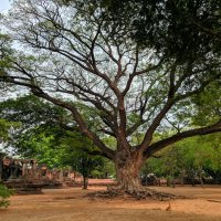 Камбоджийское многовековое древо. :: Ольга Нагаева 
