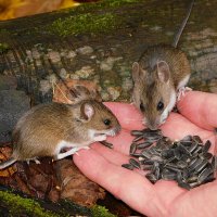 Малые лесные мышки :: Лина 