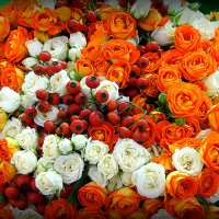 розы с ягодами :: Олег Лукьянов