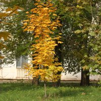 Осенью природа шепчет… :: barsuk lesnoi