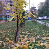 Шагает осень по дворам :: Galina Solovova