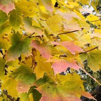 Листья клёна - (конец октября) :: tamara 