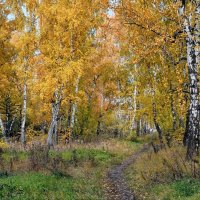 В лесу берёзовом осеннем :: Mikhail Irtyshskiy