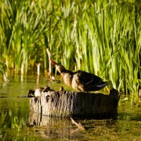 Утка с утятами на озере. :: Танзиля Завьялова