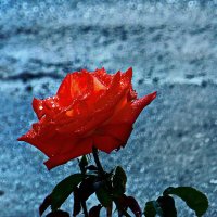 Роза под окном... :: Владимир Шошин