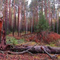 Жизнь деревьев :: Андрей Снегерёв