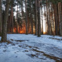 Утро в лесу :: Сергей Шабуневич