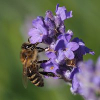 Пчела и лаванда :: Евгений Седов