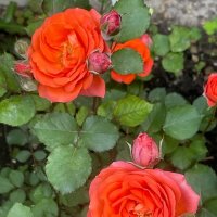 Розы на даче :: Нина Колгатина 