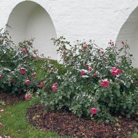 Розы в холодном ноябре, возле монастырской стены :: Николай Белавин