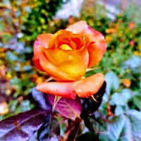 Роза в ноябре... :: Вера Цаплина