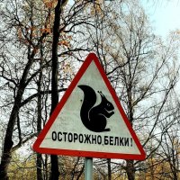 Осторожно, белки! :: Наталья Герасимова