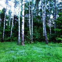 Балашихинские леса в июне. Цветут незабудки. :: Gopal Braj