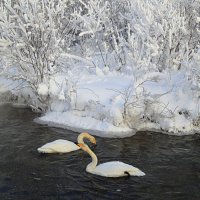 Зима на озере Лебединое :: Татьяна Лютаева