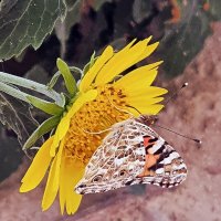 Бабочка замерла на хризантеме :: Валентина Софи