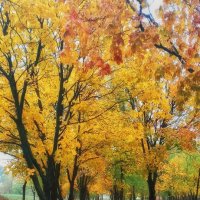 Осень в парке :: Наталья Исиченко 