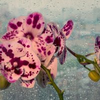 Орхидея :: Svetlana Galvez
