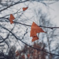 Листок березы в позднюю осень :: Андрей Аксенов