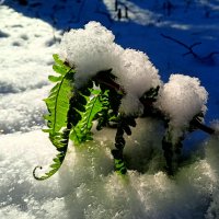 Первый снег :: Юлия Погодина
